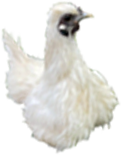 にわとり
